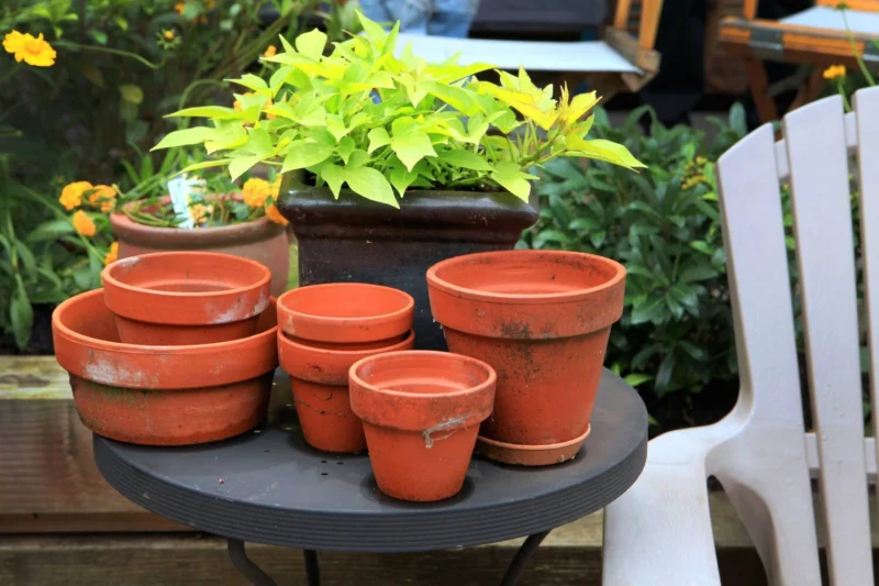Picking the Perfect Container to plant mexican petunias