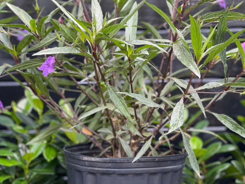 growing mexican petunias in pots