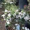 1 Leptospermum scoparium - White Live Plant