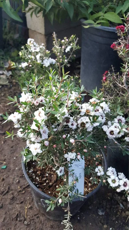 1 Leptospermum scoparium - White Live Plant