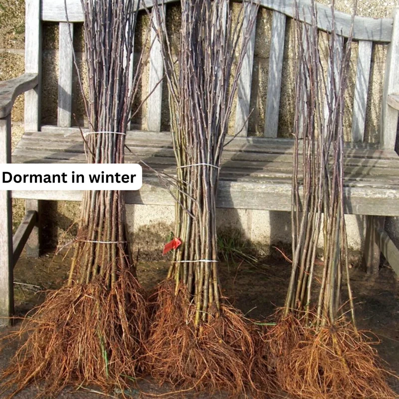 American Plum Plants Live - 3 Bareroot Red Plum Fruit Trees 1-2 Feet