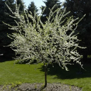 American Plum Plants Live - 3 Bareroot Red Plum Fruit Trees 1-2 Feet