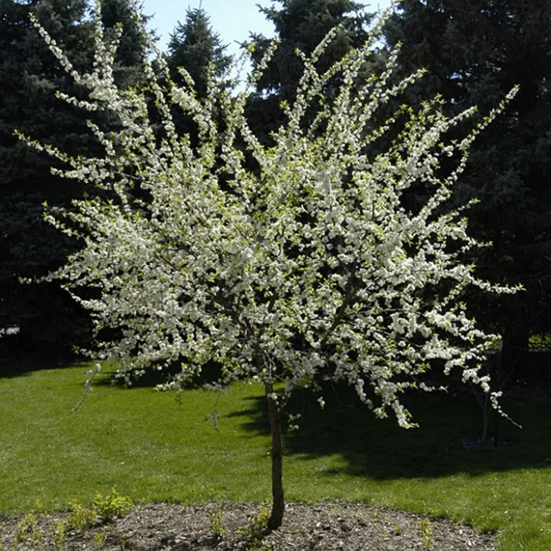 American Plum Plants Live - 3 Bareroot Red Plum Fruit Trees 1-2 Feet