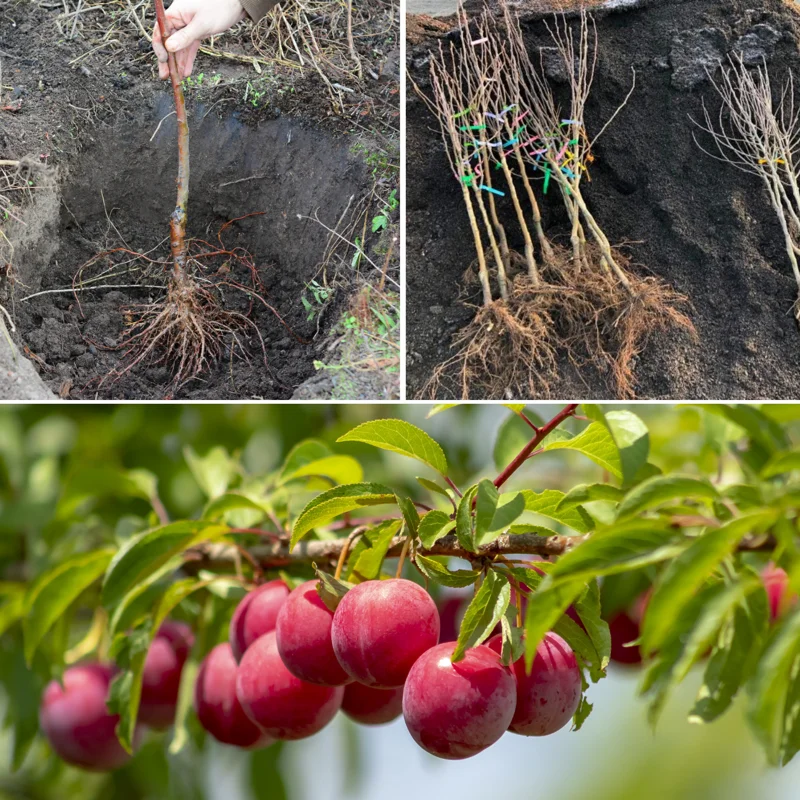American Plum Trees Live Plants - 1-2 Ft Bareroot Sweet Plum Fruit Trees