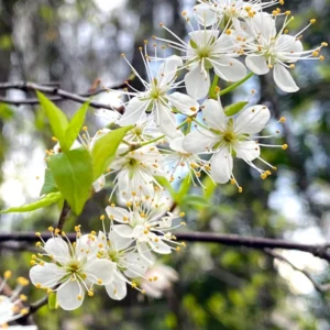 American Plum Trees Live Plants - 1-2 Ft Bareroot Sweet Plum Fruit Trees