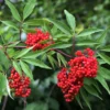 Red Elderberry Plant Live Bareroot - 12-18 Inch American Elderberry Bush