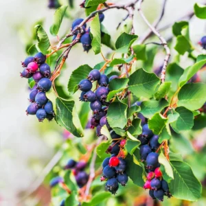 Serviceberry Trees - 2 Live Juneberry Plants 12-18
