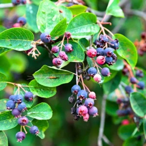 Serviceberry Trees - 2 Live Juneberry Plants 12-18