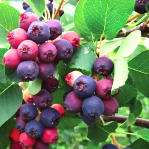 Serviceberry Trees Set of 3 Live Juneberry Plants 1-1.5 Ft Edible Berry Seedlings