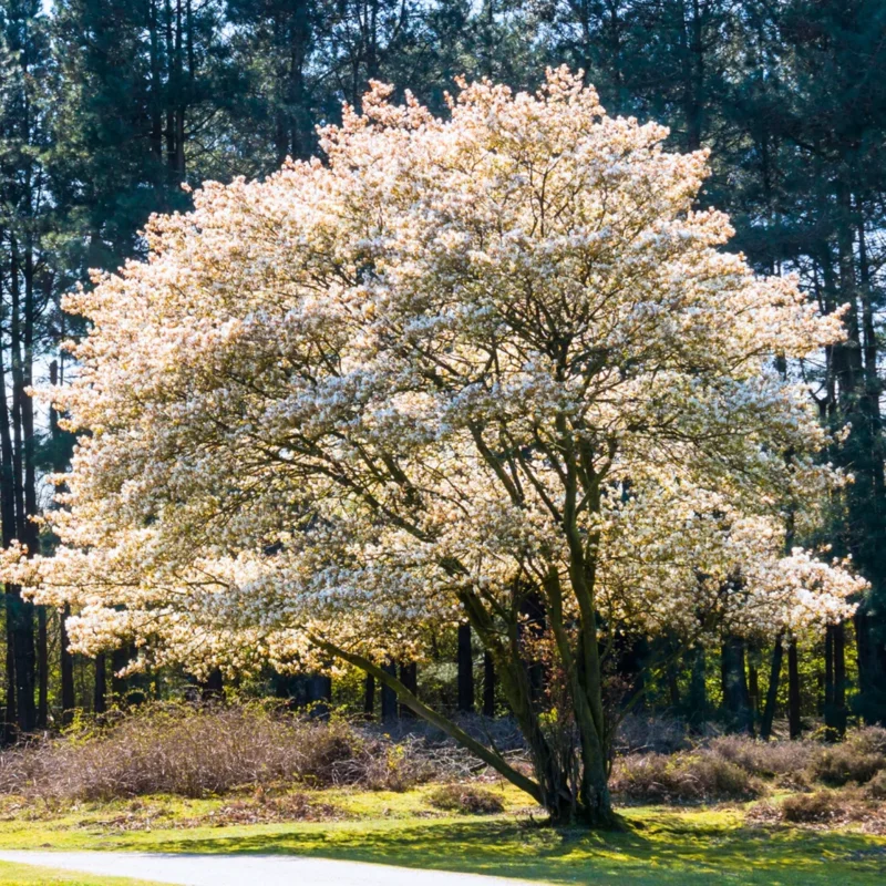 Serviceberry Trees Set of 3 Live Juneberry Plants 1-1.5 Ft Edible Berry Seedlings