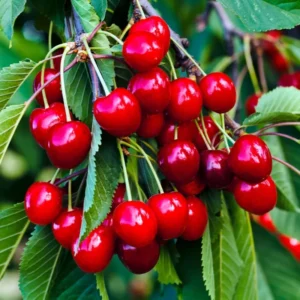 Red Cherry Tree Live Plant - 1.5-2 Ft Bareroot Cherry Fruit Tree