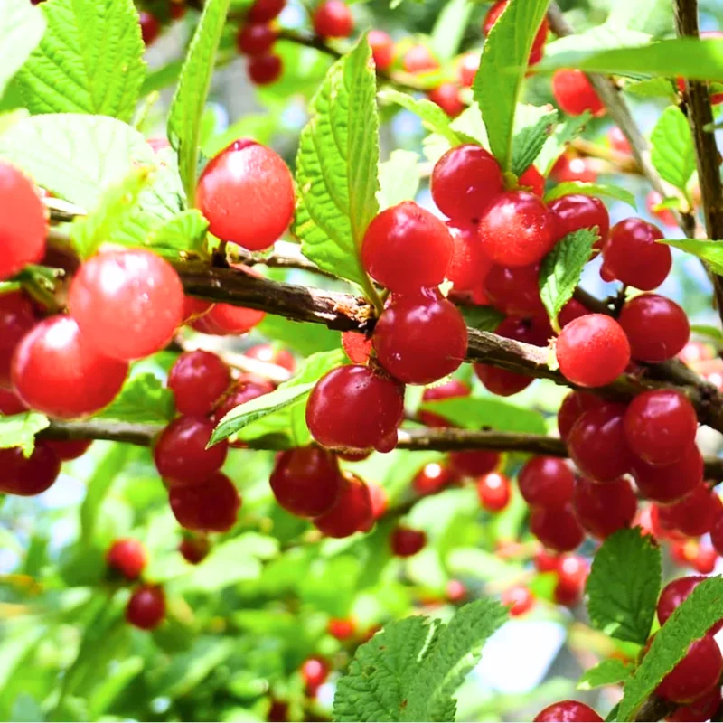 Red Cherry Tree Live Plant - 1.5-2 Ft Bareroot Cherry Fruit Tree