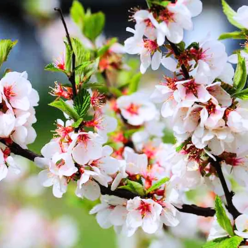 Red Cherry Tree Live Plant - 1.5-2 Ft Bareroot Cherry Fruit Tree