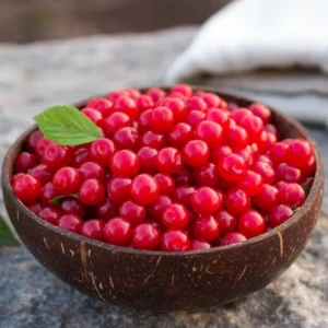 Red Cherry Tree Live Plants - 2 Bareroot Sweet Cherry Trees 18-24 Inch Tall