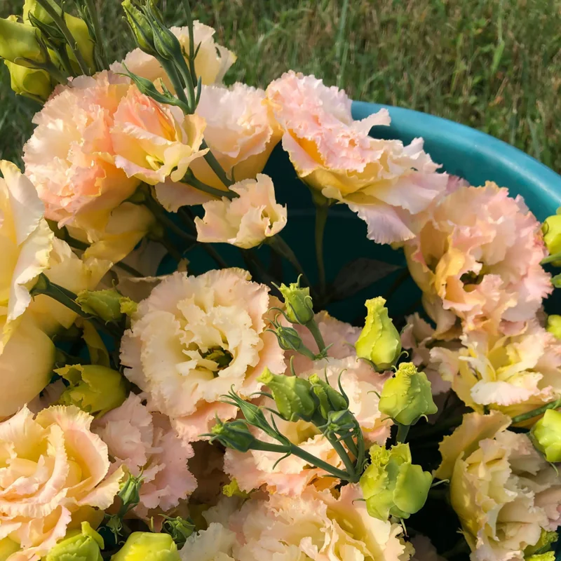 Eustoma Lisianthus Plant Live - 3-5" Plug, Pink Yellow Thornless Roses