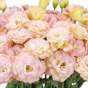 Eustoma Lisianthus Plant Live - 3-5