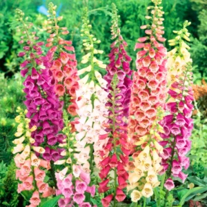 Foxglove Plants - 2 Pack Live Perennial Flowers - 3-5