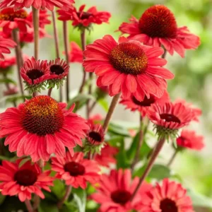 Red Coneflower Live Plant, Echinacea Perennial, 4-6 Inch Plug