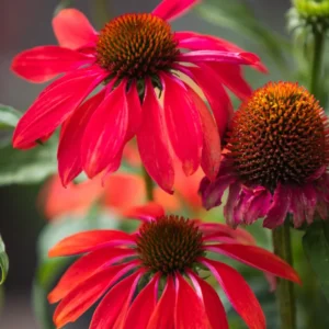 Red Coneflower Live Plant, Echinacea Perennial, 4-6 Inch Plug