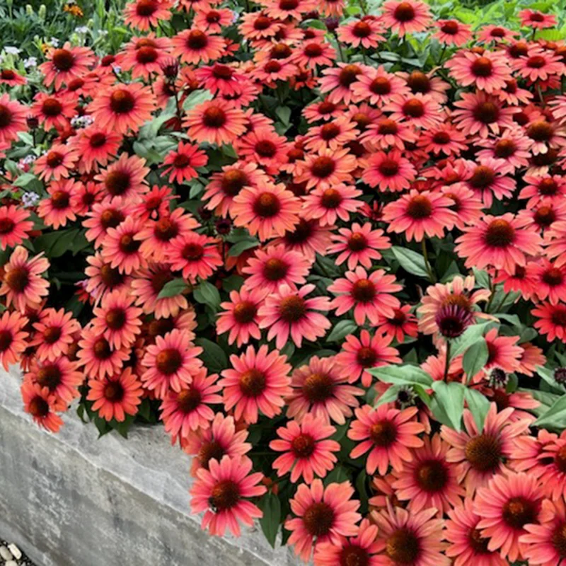 Red Coneflower Live Plant, Echinacea Perennial, 4-6 Inch Plug