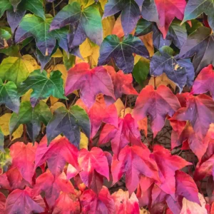 Boston Ivy Plant Live Climbing Ivy Starter 3-6 Inch Outdoor Garden