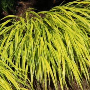 Japanese Forest Grass Plant Live Perennial 4-6 Inches Gold Ornamental