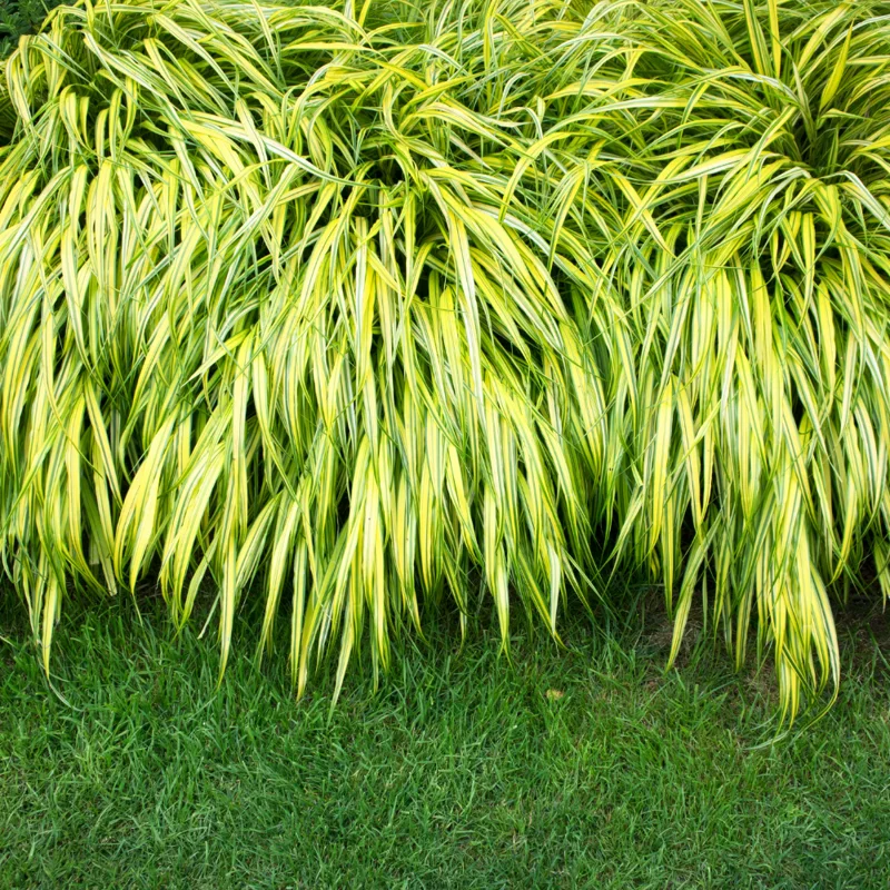 Japanese Forest Grass Plant Live Perennial 4-6 Inches Gold Ornamental
