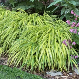 Japanese Forest Grass Plant Live Perennial 4-6 Inches Gold Ornamental