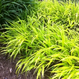 Japanese Forest Grass Plant Live Perennial 4-6 Inches Gold Ornamental