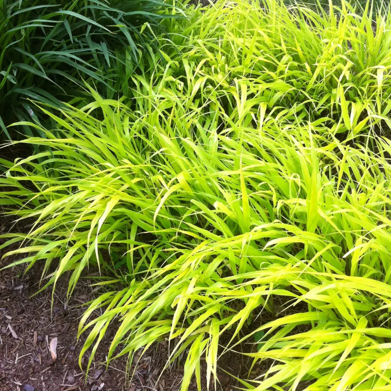 Japanese Forest Grass Plant Live Perennial 4-6 Inches Gold Ornamental