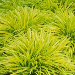 Golden Japanese Grass Plant Perennial Starter Plant 4 Inch Pot Outdoor Planting