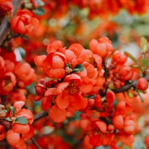 Orange Quince Flowering Plant - Double Flower Shrub - 5-7 Inch Outdoor Plant