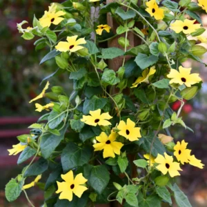 Yellow Thunbergia Plant Live - Flowering Vine Perennial 3-6 Inches