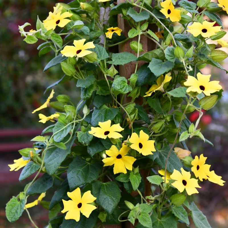 Yellow Thunbergia Plant Live - Flowering Vine Perennial 3-6 Inches