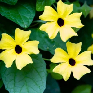 Yellow Thunbergia Plant Live - Flowering Vine Perennial 3-6 Inches