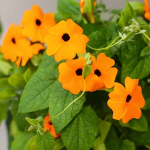 Orange Thunbergia Plant Live Flowering Vine Perennial 3-6 Inches Indoor Outdoor