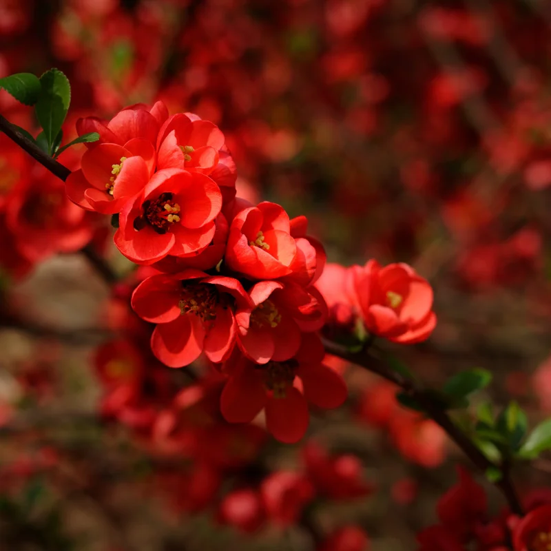Red Quince Flowering Plant, Double Flower Shrub, 5-7 Inch Outdoor Planting