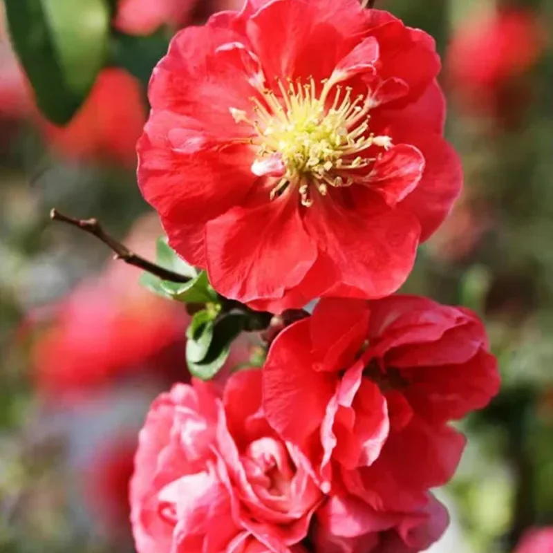 Red Quince Flowering Plant, Double Flower Shrub, 5-7 Inch Outdoor Planting