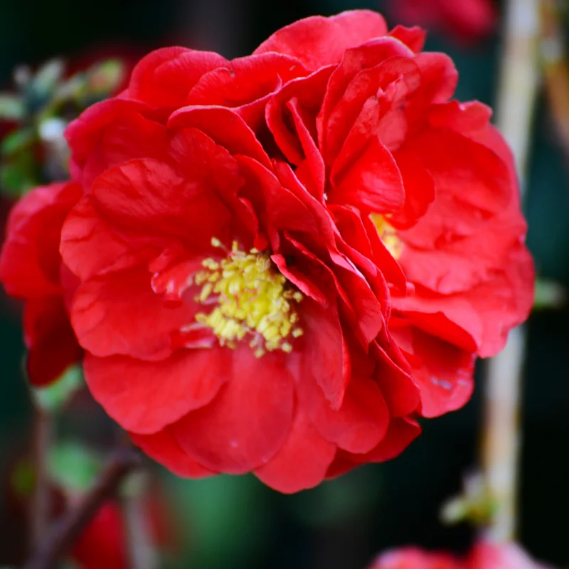 Red Quince Flowering Plant, Double Flower Shrub, 5-7 Inch Outdoor Planting
