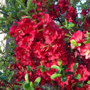 Red Quince Flowering Plant, Double Flower Shrub, 5-7 Inch Outdoor Planting