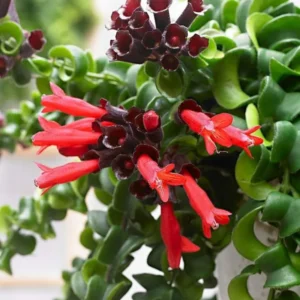 Curly Lipstick Plant Set - Red Aeschynanthus Aeschynanthus in 3 Inch Pots - Indoor Houseplant