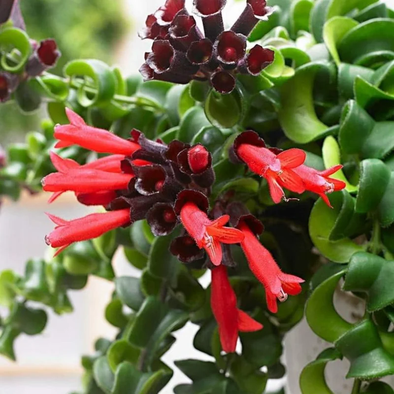 Curly Lipstick Plant Set - Red Aeschynanthus Aeschynanthus in 3 Inch Pots - Indoor Houseplant