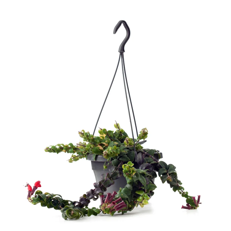 Curly Lipstick Plant Set - Red Aeschynanthus Aeschynanthus in 3 Inch Pots - Indoor Houseplant