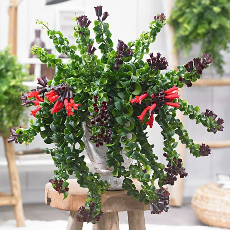 Curly Lipstick Plant Set - Red Aeschynanthus Aeschynanthus in 3 Inch Pots - Indoor Houseplant