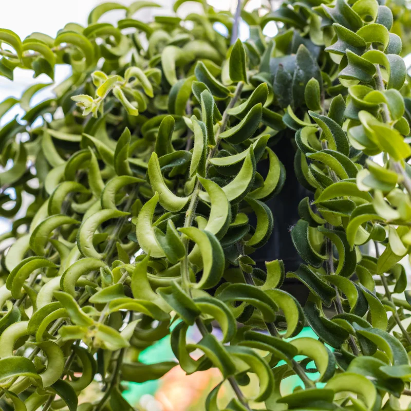 Curly Lipstick Plant Set - Red Aeschynanthus Aeschynanthus in 3 Inch Pots - Indoor Houseplant