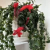 Red Curly Lipstick Plant Live - 3-5 Inch Twisted Vine - Indoor Growing