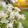 White Bougainvillea Plant Live, Rooted Starter Tree, 6-8 Inches, Perennial Flowering