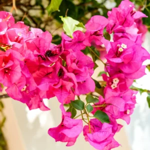 Pink Bougainvillea Plant Live - 6-8 Inches Rooted Flowering Perennial Starter
