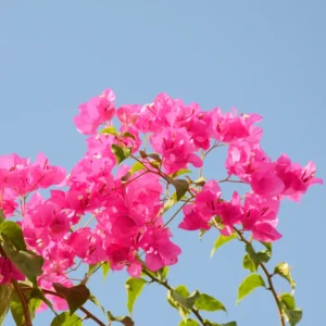 Pink Bougainvillea Plant Live - 6-8 Inches Rooted Flowering Perennial Starter