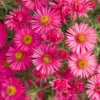 Red Pink Aster Plants - Set of 4 Perennial Asters 4-7 Inch Tall
